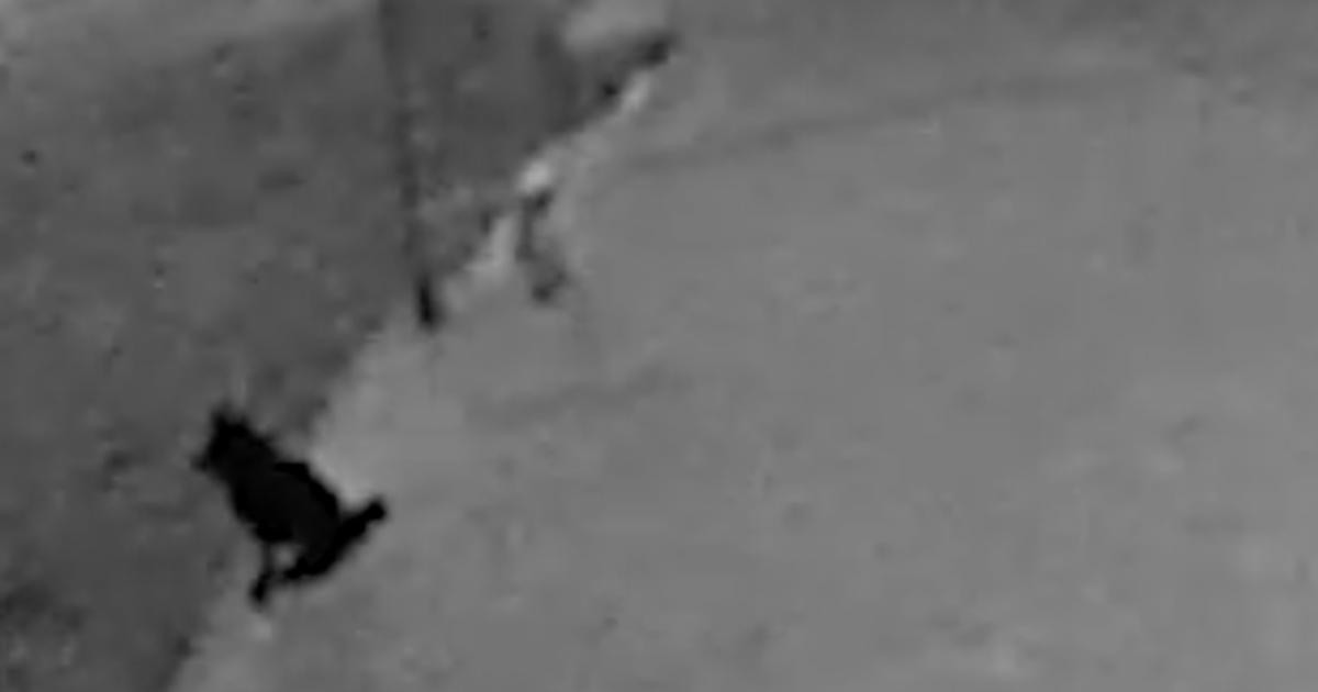 "Стоял на стрёме". Пёс-сообщник попал на видео при ограблении в Нижнем Новгороде.