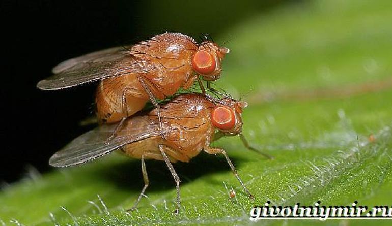 Životní styl a stanoviště mouchy Drosophila
