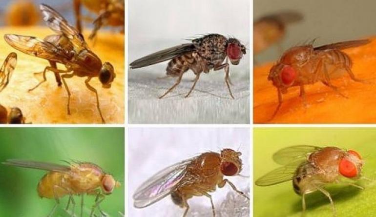 Откъде идват мушиците в апартамент: борба с нововъзникващите вредители