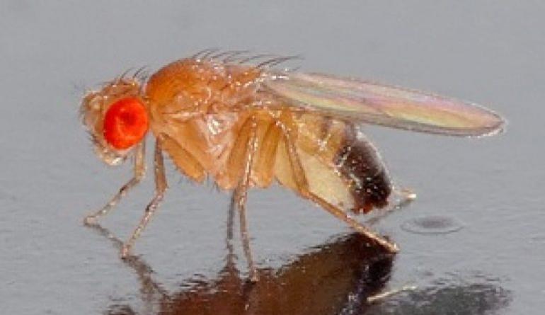 Små irriterande fruktflugor: var kommer de ifrån och hur man blir av med dem