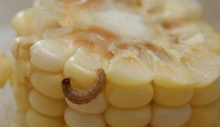 Comment se débarrasser des insectes présents dans les céréales et la farine à l'aide de remèdes maison