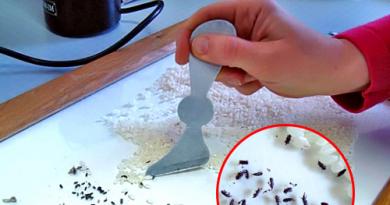 How to get rid of bugs in the croups and flour in the kitchen forever folk