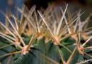 Ostré stodoly kaktusu - je to prostředek ochrany nebo výroby vlhkosti?
