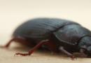 Буболечки в зърнени култури: как да се отървете от тях веднъж завинаги Какви насекоми могат да живеят в брашно