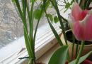 Tulpen auf der Fensterbank anbauen