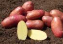 Разнообразие от сортове картофи: избор на най-доброто