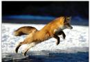 Fox - o zvycích, stanovištích těchto predátorů a pár tipů na jejich lov