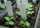 ویژگی های رشد گل اطلسی از دانه ها در خانه: چگونه از مراقبت مناسب از گیاه اطمینان حاصل کنیم؟