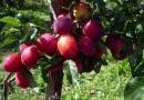 Types et variétés de prunes plantation alimentation taille recettes de propagation