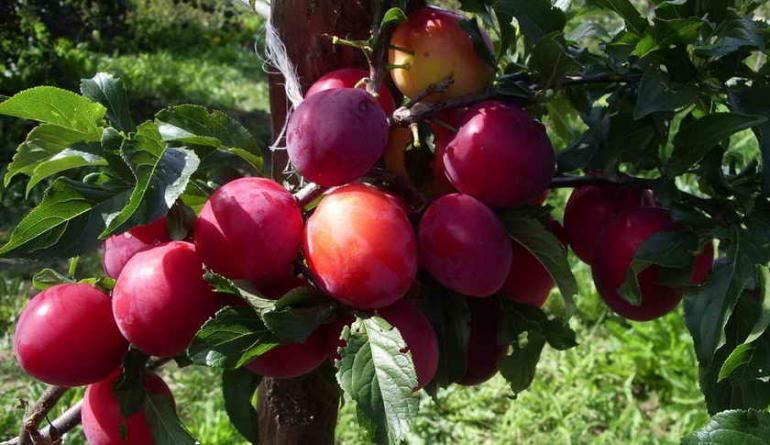 Types et variétés de prunes plantation alimentation taille recettes de propagation