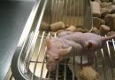 Вивисекция: няколко фотографски факта от живота на лабораторните животни Какво е вивисекция на животни