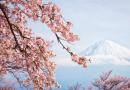 Japonská sakura: stromový květ