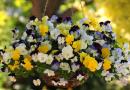Richtiges Pflanzen und Pflegen von Bratschen im Freiland. Viola wächst ampelartig aus Samen, wenn sie gepflanzt werden soll