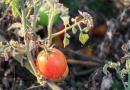 Разсадът от домати пожълтява и изсъхва, какво да правя - основните проблеми с разсад от домати и начини за решаването им. Листата на разсад от домати изсъхват, какво да правя