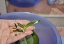 Video orkidean vauvojen siirtämisestä kotona