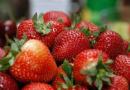 Remontantní jahody - způsoby pěstování a péče doma