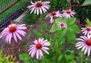 Echinacea - vielseitige Schönheit