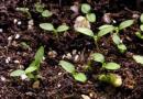 Pěstování a rozmnožování nádherného hořce nebo hořce hořce hořce angustifolia
