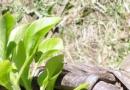 Comment faire pousser des plants de pétunia à partir de graines - facile et simple !