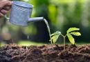 Amoniak: použití na zahradě jako hnojivo a pro hubení škůdců