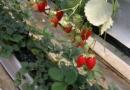 Er det muligt at plante jordbær af forskellige sorter ved siden af ​​hinanden?