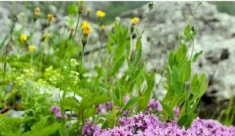 Почвопокровные растения: названия и фото цветков Почвопокровные растения для дорожек