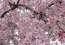 Сакура: Как да отгледате японски черешови цветове във вашата градина