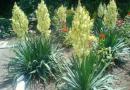 Zahrada Yucca: výsadba a péče