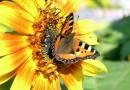 Warum träumen bunte, schöne Schmetterlinge - ein Traumbuch