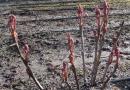 Voronets (Pflanze): Beschreibung, Reproduktion, Pflege, Foto Voronets krautige Pflanzen für offenes Gelände