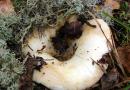 Užitečné a škodlivé vlastnosti hub