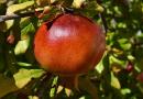Granátové jablko: užitočné vlastnosti, odporúčania, kontraindikácie