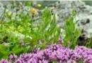 Почвопокривни растения: имена и снимки на цветя Почвопокривни растения за пътеки