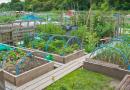 Какво чувстват летните жители за любимата си зеленчукова градина Как да се грижим за зеленчукова градина в дачата