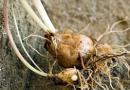 Husí cibule nebo žluťokvět - prospívá a škodí Bylinné rostliny husí cibule pro otevřenou půdu