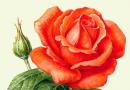 پرورش گل رز در گلدان نحوه کاشت گل رز در گلدان در خانه