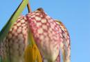 (Květy Fritillaria: druhy a jejich pěstování