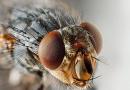 Домашна муха (Musca domestica)