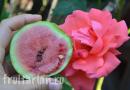 Jak vybrat meloun, aby byl jistě chutný a zralý?