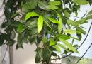 Lavra Tree: viljely ja hoito kotona