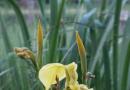 Flerårige iris: fotos og beskrivelser af sorter, plantning og pleje Felt af iris