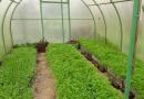 Výsev zeleného hnojení do skleníku na podzim