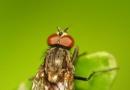 Die wichtigsten Gurkenschädlinge und ihre Bekämpfung