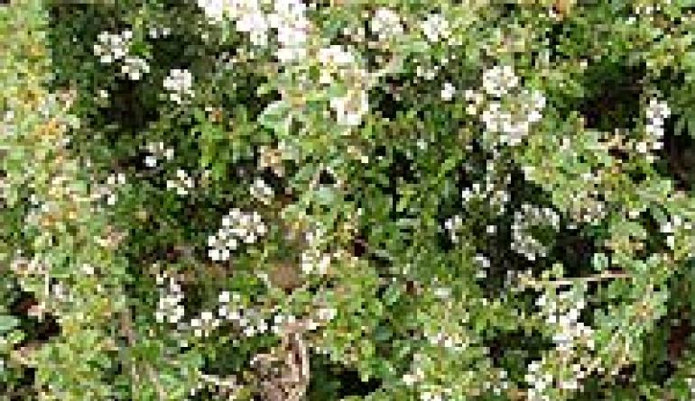 Dyrkning af vandret cotoneaster i haven