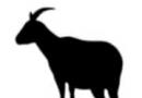 Год Козы (Овцы) по китайскому гороскопу: какие они, тихие, творческие натуры