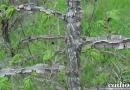 Как изглежда бряст - описание и снимка на дърво и листа Растение бряст