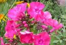 Phlox paniculata: грижи и отглеждане в открит терен Сортове с лилави и сини цветя