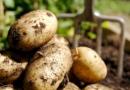 Kako do bogate letine krompirja